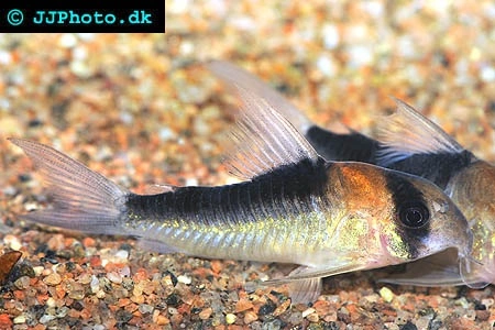 Pansermalle Corydoras Duplicareus